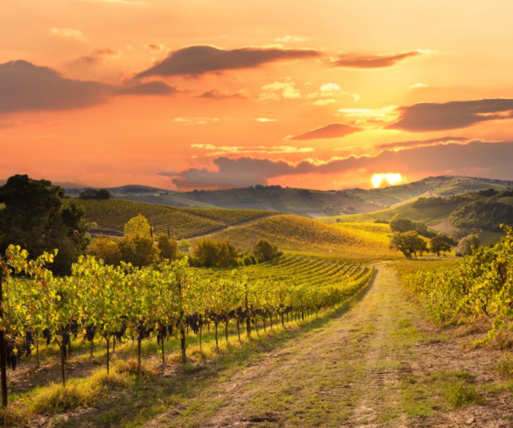 Lush mountain fiels with grapes